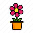 flower, plant, pot, floral, nature