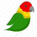 parrot, bird, pet, colorful, mimicry, feathers, exotic, intelligent