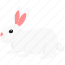 rabbit, spring, cute, easter, bunny, animal