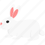 rabbit, spring, cute, easter, bunny, animal 