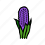 hyacinth, flower, spring, season, nature, flora 