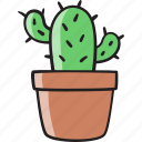 cactus, pot plant, cacti, garden, indoor plant, decoration