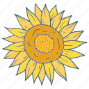 ukraine, sun flower, nature, flower, green, floral
