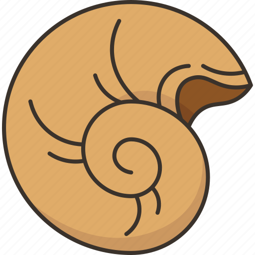 Seashell, fossil, ammonite, mollusk, archeology icon - Download on Iconfinder