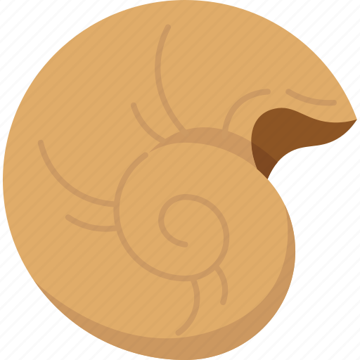 Seashell, fossil, ammonite, mollusk, archeology icon - Download on Iconfinder