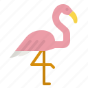 flamingo, bird, animal, zoo, animals