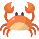 crab, animal, crustacean, seafood, sea life