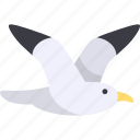 seagull, bird, seabird, wildlife, animal