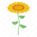 sunflower, plant, isometric 