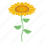 sunflower, plant, isometric 