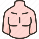 breast, torso, body, chest, muscle