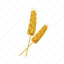wheat, ukrainian, ear of wheat 