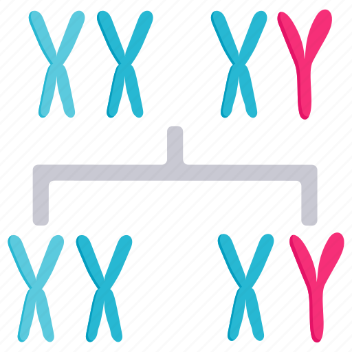 Genes, chromosome, xy, sex determination, gene, genetic, science icon - Download on Iconfinder