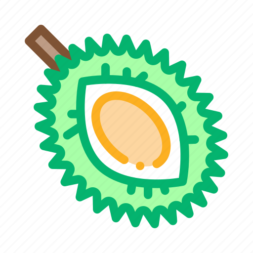 Durian, exotic, fresh, fruit, nutrition, sliced, tropical icon - Download on Iconfinder