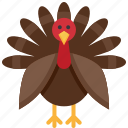 chicken, turkey, farm, animal, poultry, bird, thanksgiving