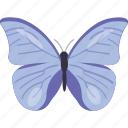 bird, blue butterfly, butterfly, insect, pretty butterfly