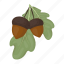 acorn, day, holiday, leaf, oak, thanksgiving, tree 