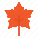 maple, leaf, thanksgiving, holiday, autumn, vacation