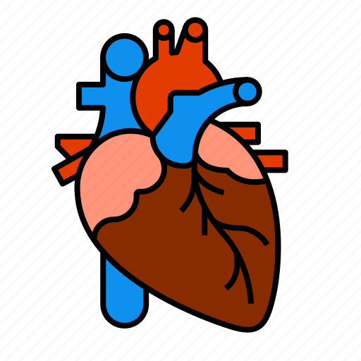 Anatomy, heart, medical, organ, torso icon - Download on Iconfinder