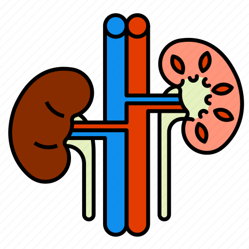 Anatomy, health, kidneys, medical, organ, torso icon - Download on Iconfinder