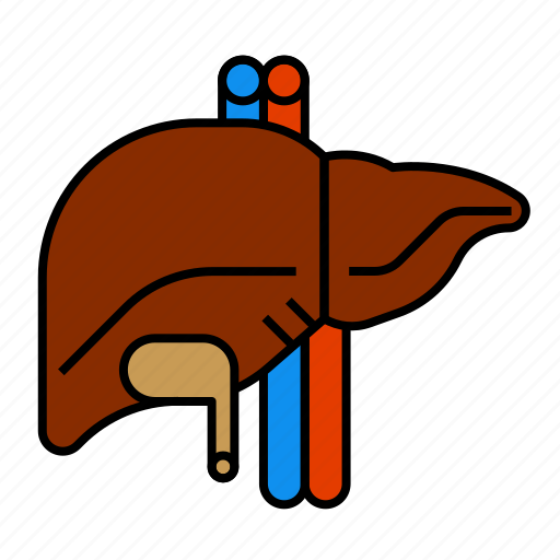 Anatomy, health, liver, medical, organ, torso icon - Download on Iconfinder