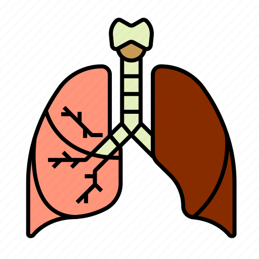 Anatomy, health, lungs, medical, organ, torso icon - Download on Iconfinder