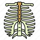 anatomy, bones, cage, medical, organ, rib, torso 