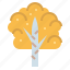 birch, botanical, ecology, tree 