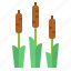 cattails, nature, plants, typha 