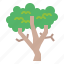 botanical, ecology, sycamore, tree 