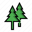 christmas, pine, pinus, plant, tree