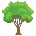 fruit tree, generic tree, spreading tree, sugarberry, woodland