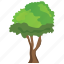 black ash tree, ecology, evergreen tree, fraxinus nigra 