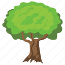 agriculture, american elm, decorative tree, forest tree, forestry