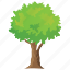 fast growing trees, forestry, shrub, tree, woodland 