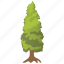 cypress tree, ecology, larch tree, larix tree, nature 