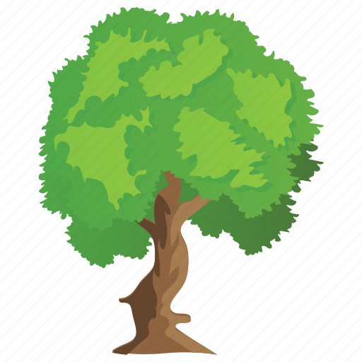 Evergreen, forest, mexican sycamore tree, nature, tree trunks icon - Download on Iconfinder