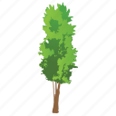 agriculture, broad leaves tree, cedar tree, cedar wood, forest tree