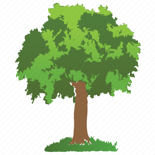 Cottonwood, eastern cottonwood tree, hedge tree, hybrid tree, park tree icon - Download on Iconfinder