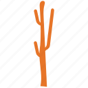 cactus, desert plant, ecology, nature