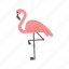 flamingo, tropical, bird, pink, wading 