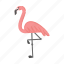 flamingo, tropical, bird, wading, pink 