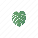 monstera, swiss, cheese, plant, tropical, leaf