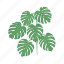 monstera, tropical, swiss, cheese, plant, leaf 