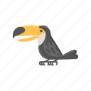 toucan, bird, tropical, toco