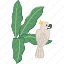 white, cockatoo, bird, tropical, leaf, heliconia