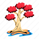 poinciana tree, flame tree, delonix tree, exotic tree, tree