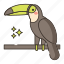 bird, exotic, toucan 