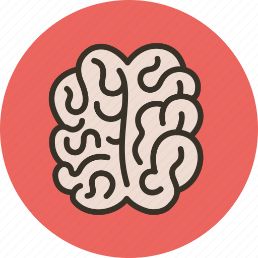 Anatomy, biology, brain, clever, intellect, knowledge, smart icon - Download on Iconfinder