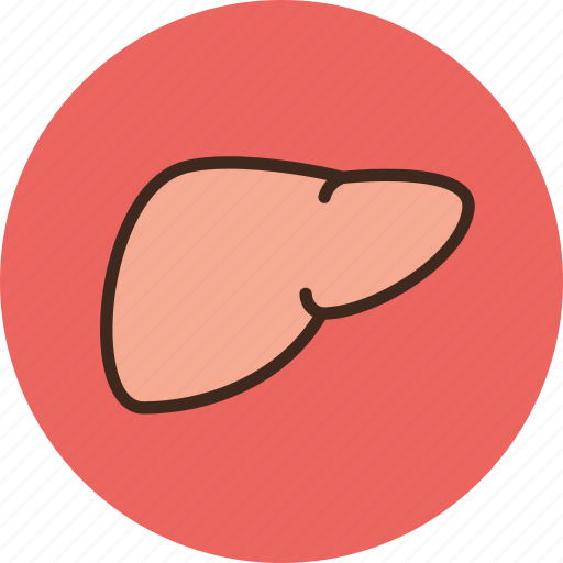 Anatomy, biology, liver, medicine icon - Download on Iconfinder